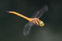 Aeshna isoceles (Green-eyed Hawker) male 8.JPG